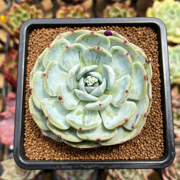 Echeveria 'Mont Blanc' 2"-3" Succulent Plant Cutting