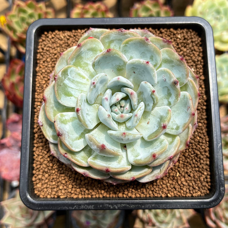 Echeveria 'Mont Blanc' 2"-3" Succulent Plant Cutting