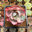 Echeveria 'Beyonce Rainbow' Variegated 3" Succulent Plant Cutting