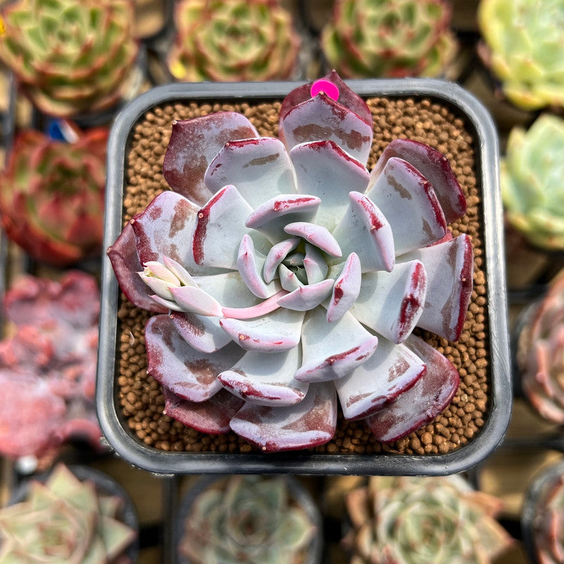 Echeveria 'Rainbow Goddess' 2" Succulent Plant Cutting