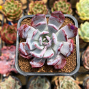 Echeveria 'Rainbow Goddess' 2" Succulent Plant Cutting