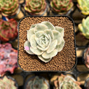 Echeveria 'Onslow' Variegated 2" Succulent Plant Cutting