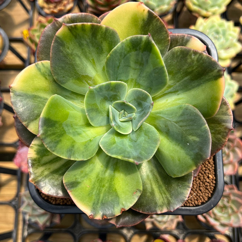 Echeveria 'Blue Metal' Variegated 5"-6" Large Succulent Plant Cutting