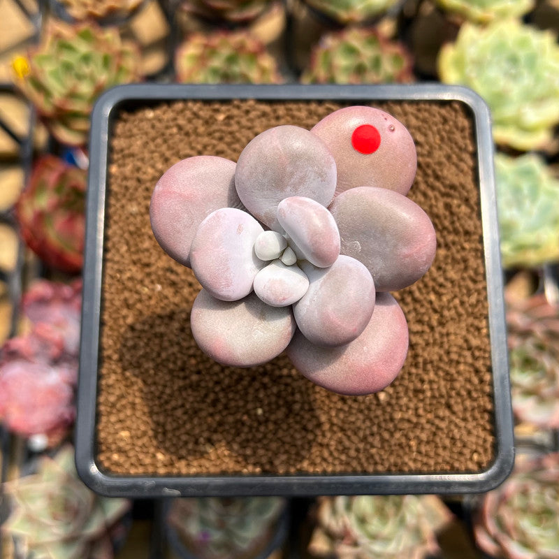 Graptopetalum 'Kupumiin' 1" Succulent Plant Cutting