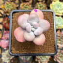 Graptopetalum 'Kupumiin' 1" Succulent Plant Cutting