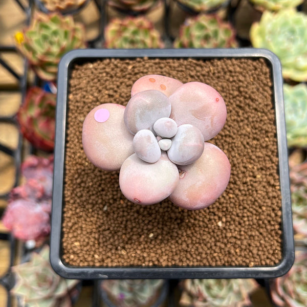 Graptopetalum 'Kupumiin' 1" Succulent Plant Cutting