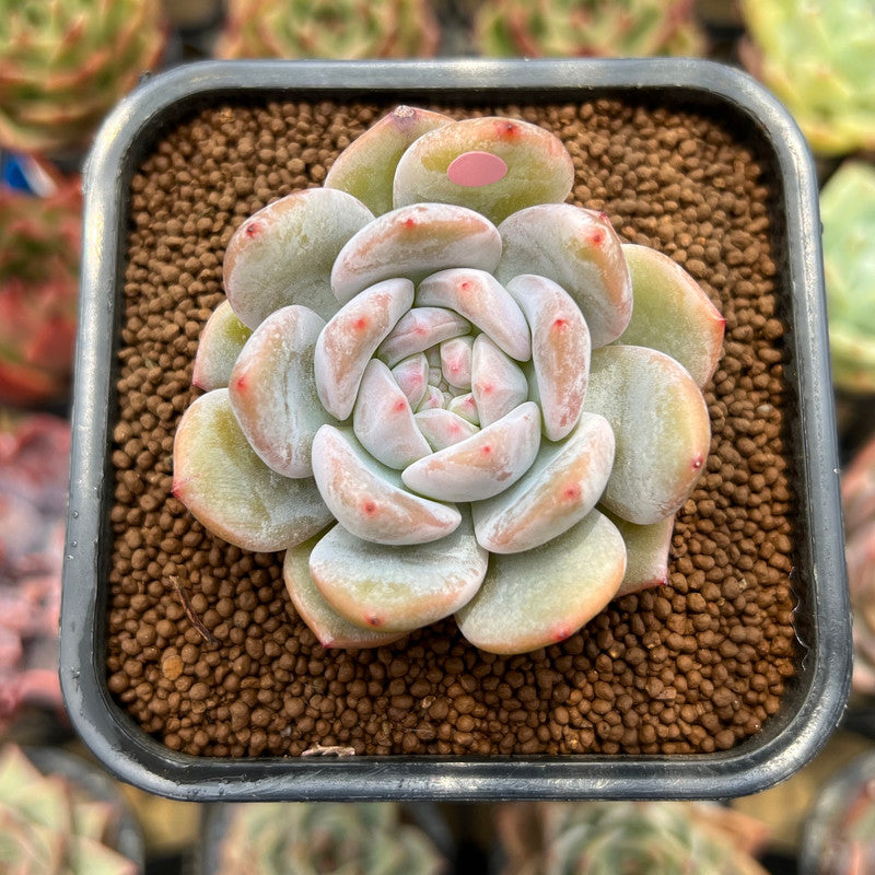 Echeveria 'Hosikage' 2" Succulent Plant Cutting