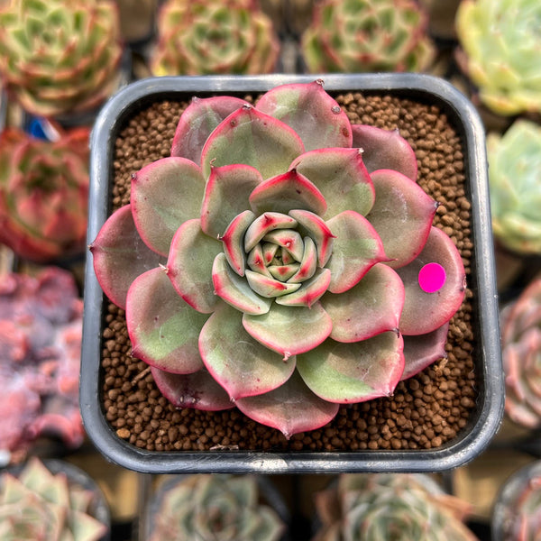 Echeveria Agavoides 'Star Boss' Variegated 2" Succulent Plant Cutting