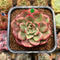 Echeveria Agavoides 'Star Boss' Variegated 2" Succulent Plant Cutting