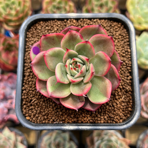 Echeveria Agavoides 'Star Boss' Variegated 2" Succulent Plant Cutting