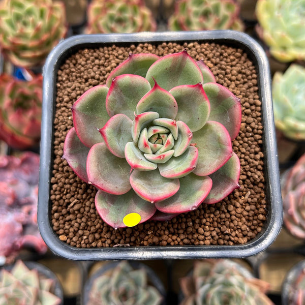 Echeveria Agavoides 'Star Boss' Variegated 2" Succulent Plant Cutting