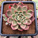 Echeveria Agavoides 'Star Boss' Variegated 2" Succulent Plant Cutting