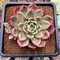 Echeveria Agavoides 'Star Boss' Variegated 2" Succulent Plant Cutting