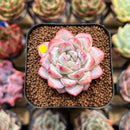 Echeveria 'Werther' 1"-2" Succulent Plant Cutting