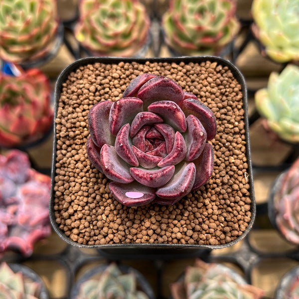 Echeveria 'Purple Wine' 1"-2" Succulent Plant Cutting