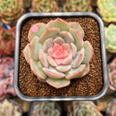 Echeveria 'Blossoming' Jelly Type 2" Succulent Plant Cutting