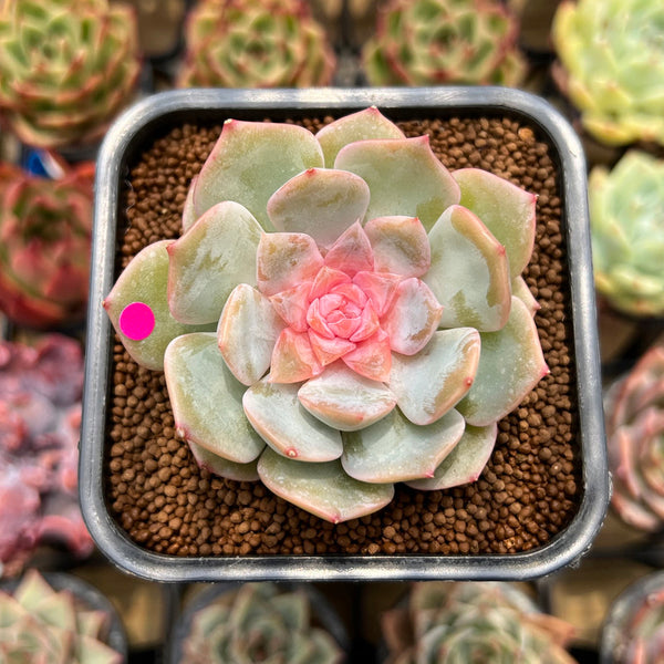 Echeveria 'Blossoming' Jelly Type 2" Succulent Plant Cutting