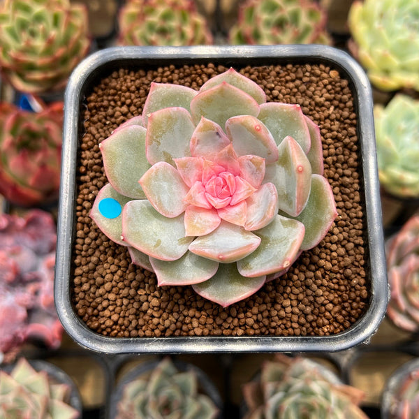 Echeveria 'Blossoming' Jelly Type 2" Succulent Plant Cutting