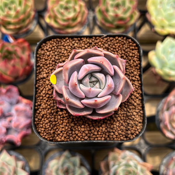 Echeveria 'Pinks' 1" Succulent Plant Cutting