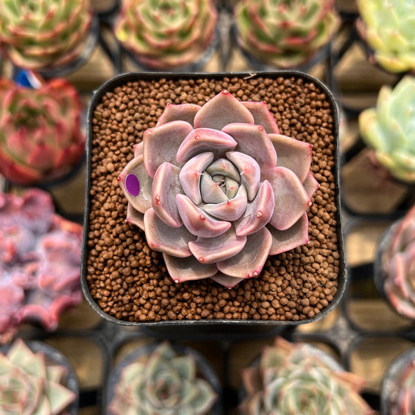 Echeveria 'Pinks' 1" Succulent Plant Cutting