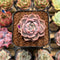 Echeveria 'Pinks' 1" Succulent Plant Cutting