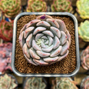 Echeveria 'Cherry' 2" New Hybrid Succulent Plant Cutting