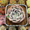 Echeveria 'Cherry' 2" New Hybrid Succulent Plant Cutting