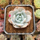 Echeveria 'Dyu Dyu' (듀듀) 2" Succulent Plant Cutting