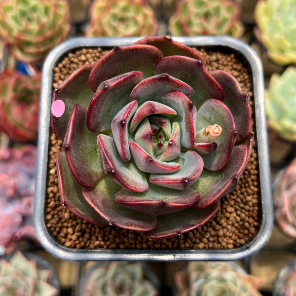 Echeveria 'Black Force' 2" Succulent Plant Cutting