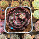 Echeveria 'Black Force' 2" Succulent Plant Cutting