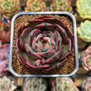 Echeveria 'Black Force' 2" Succulent Plant Cutting