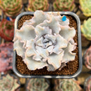 Echeveria 'Crispate Beauty' 2" Succulent Plant Cutting