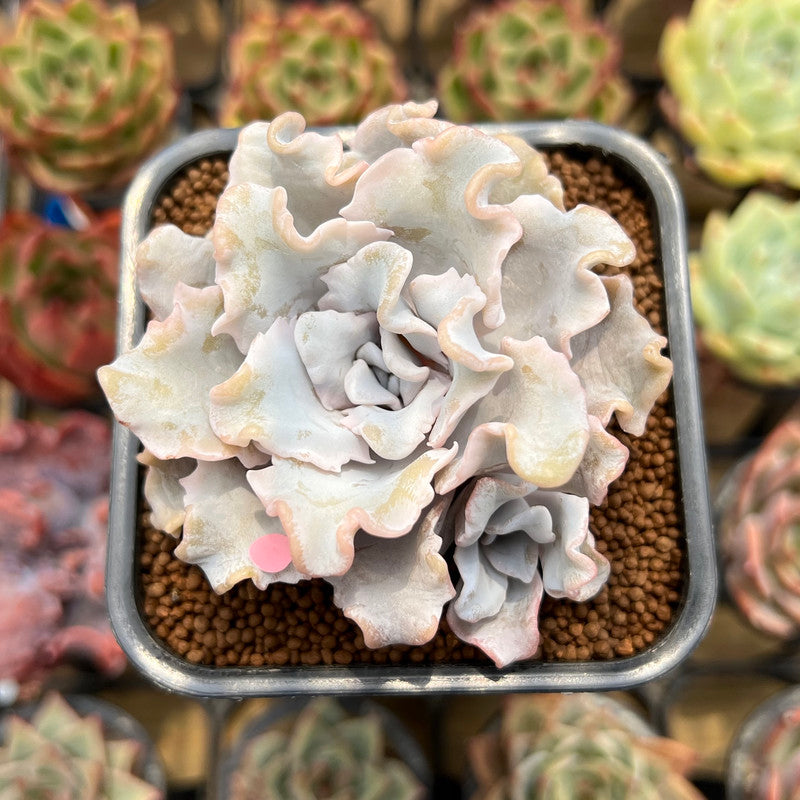 Echeveria 'Crispate Beauty' 2" Succulent Plant Cutting