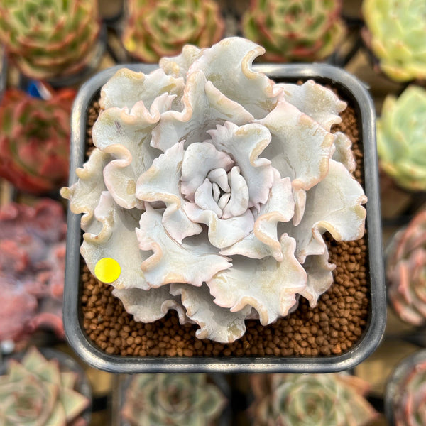 Echeveria 'Crispate Beauty' 2" Succulent Plant Cutting