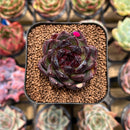 Echeveria 'Black Bear' 2" Succulent Plant Cutting