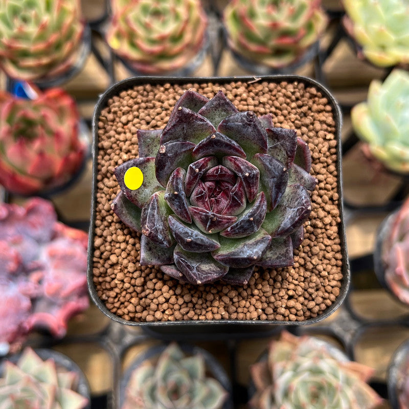 Echeveria 'Black Bear' 2" Succulent Plant Cutting