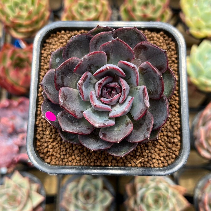 Echeveria 'Rose of Betrayal' 2" Succulent Plant Cutting