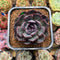 Echeveria 'Rose of Betrayal' 2" Succulent Plant Cutting