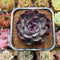 Echeveria 'Rose of Betrayal' 2" Succulent Plant Cutting