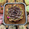 Echeveria 'Obsidian' 2" New Hybrid Succulent Plant Cutting