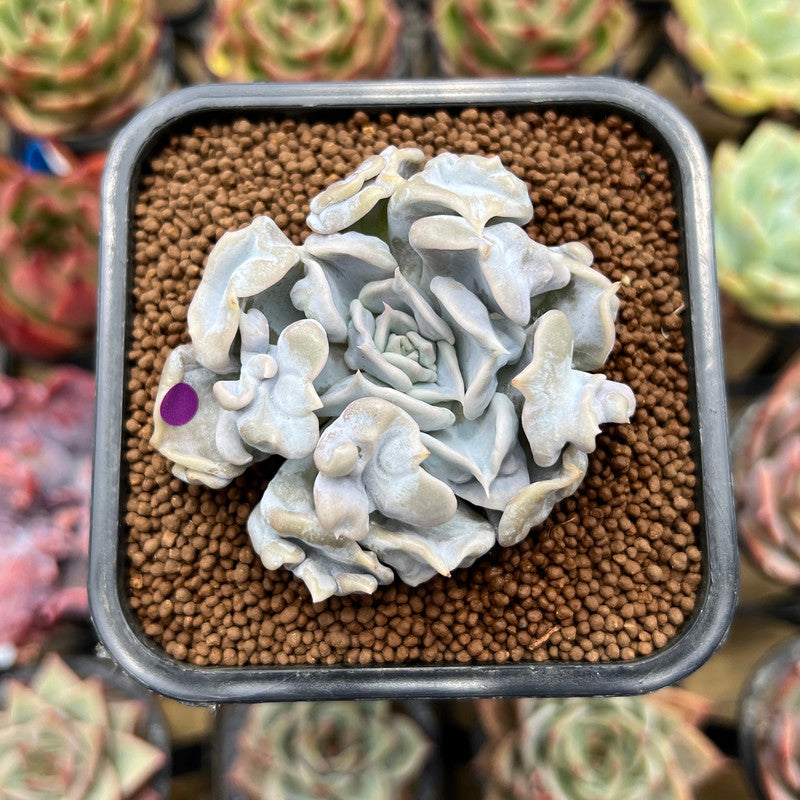 Echeveria 'Thriller Pearl' 2" Succulent Plant Cutting