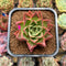 Echeveria 'Villa Rosa' 2" New Hybrid Succulent Plant Cutting