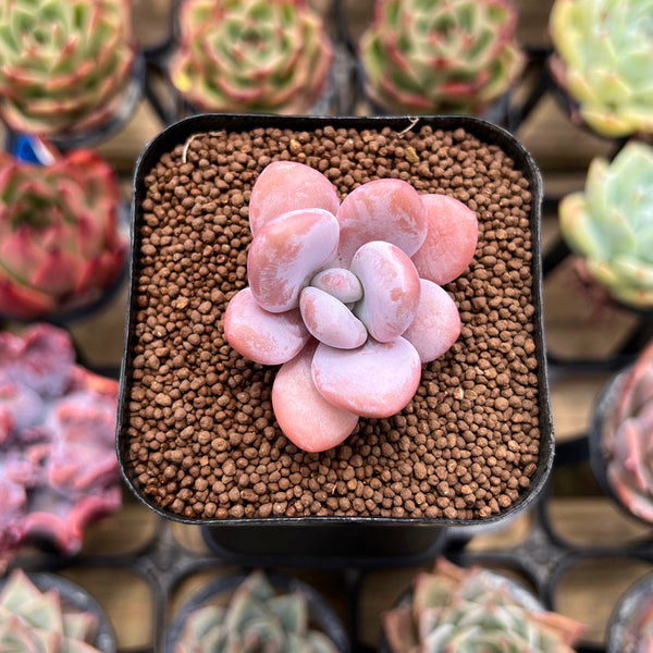 Graptopetalum 'Peach Honey' 1" Succulent Plant Cutting