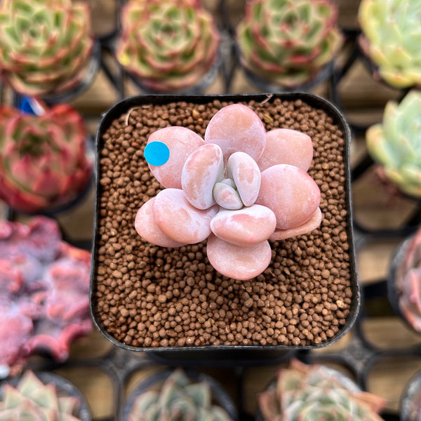 Graptopetalum 'Peach Honey' 1" Succulent Plant Cutting