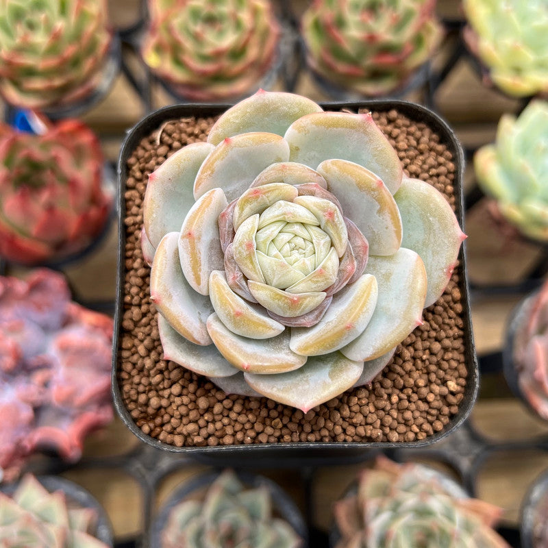 Echeveria 'Blossoming' 2" Succulent Plant Cutting