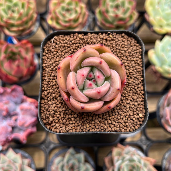 Echeveria 'Pink Champaign' 1" Succulent Plant Cutting