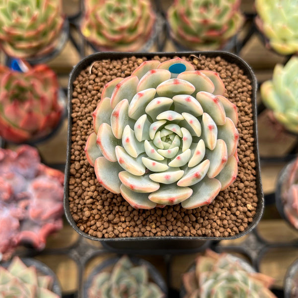 Echeveria 'Minima' Variegated 2" Succulent Plant Cutting