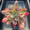 Echeveria 'Baron Bold' 3" Succulent Plant