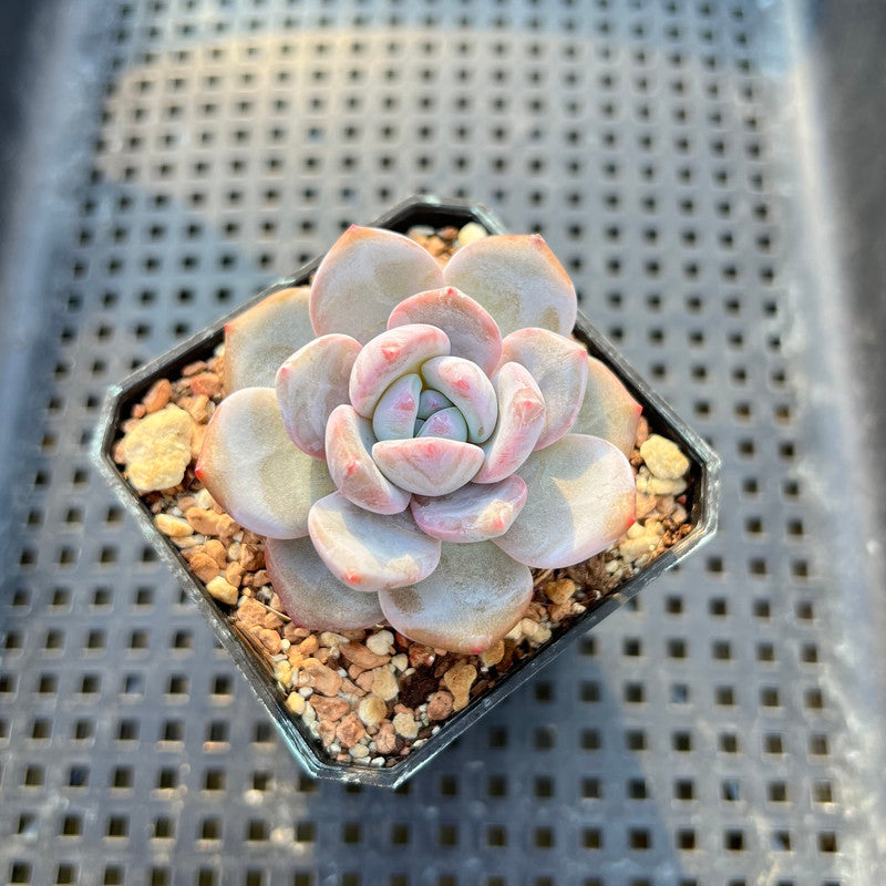 Echeveria 'Miss Jin' Type B 2" Succulent Plant