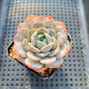 Echeveria 'Heart Emotion' 2"-3" Succulent Plant